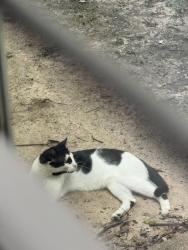 Found/Stray Unknown Cat last seen Dew Drop, Copperfield Place, TX 77095