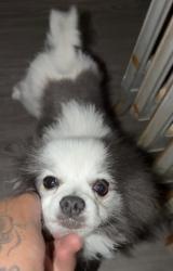 Lost Male Dog last seen Right pizza, Harrisburg, PA 17109