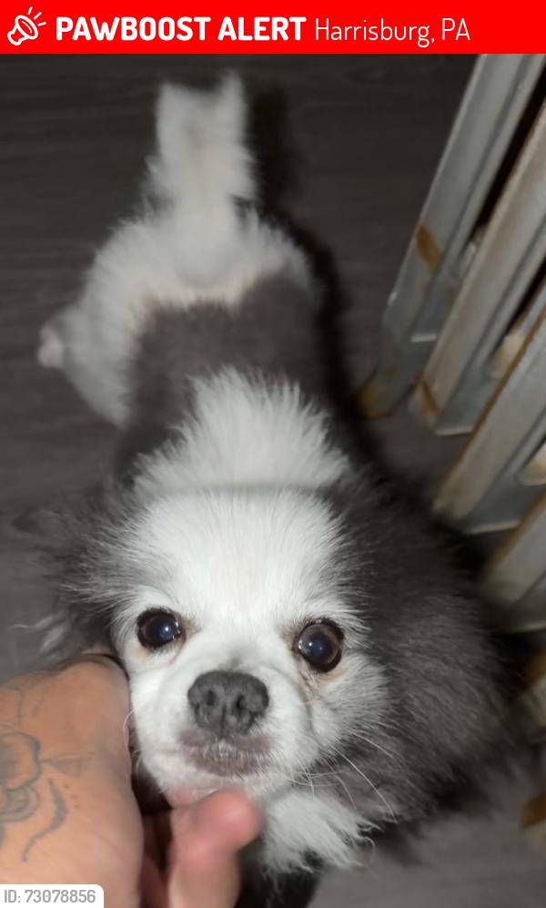 Lost Male Dog last seen Right pizza, Harrisburg, PA 17109