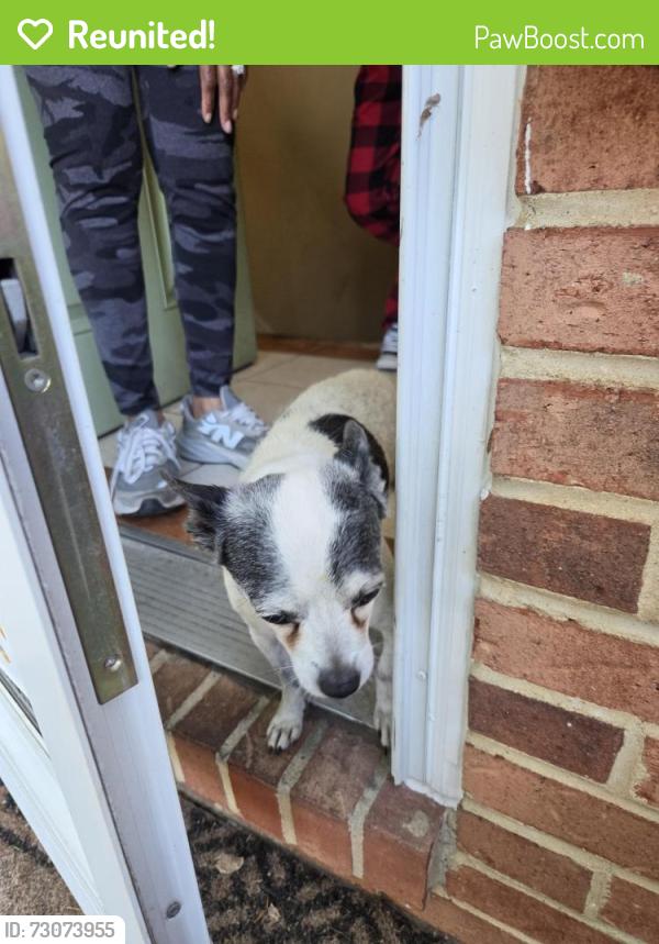Reunited Male Dog last seen Suitland Rd and Pine Lane Dr, Morningside. Md, Camp Springs, MD 20746