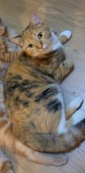 Lost Female Cat last seen Marblehead, Marblehead, MA 01945