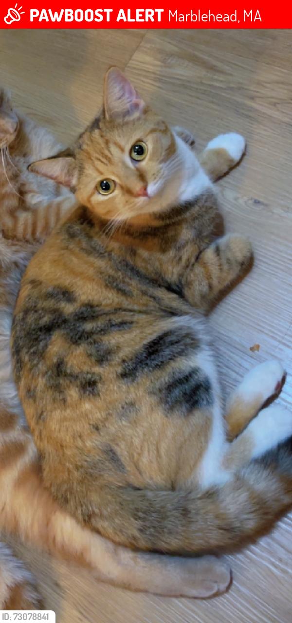 Lost Female Cat last seen Marblehead, Marblehead, MA 01945