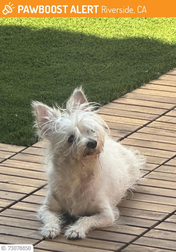 Found/Stray Female Dog last seen Iowa, Riverside, CA 92507