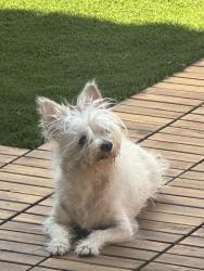 Found/Stray Female Dog last seen Iowa, Riverside, CA 92507
