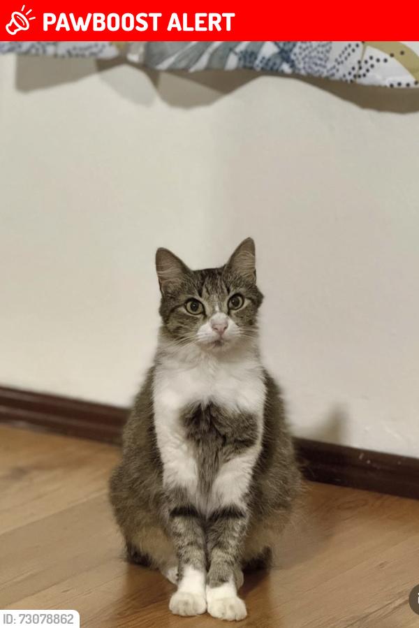 Lost Female Cat last seen Hale end road, Woodford green, Walthamstow, England 