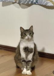 Lost Female Cat last seen Hale end road, Woodford green, Walthamstow, England 