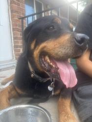 Lost Male Dog last seen 13th ave and Idalia ct, Aurora, CO 80011