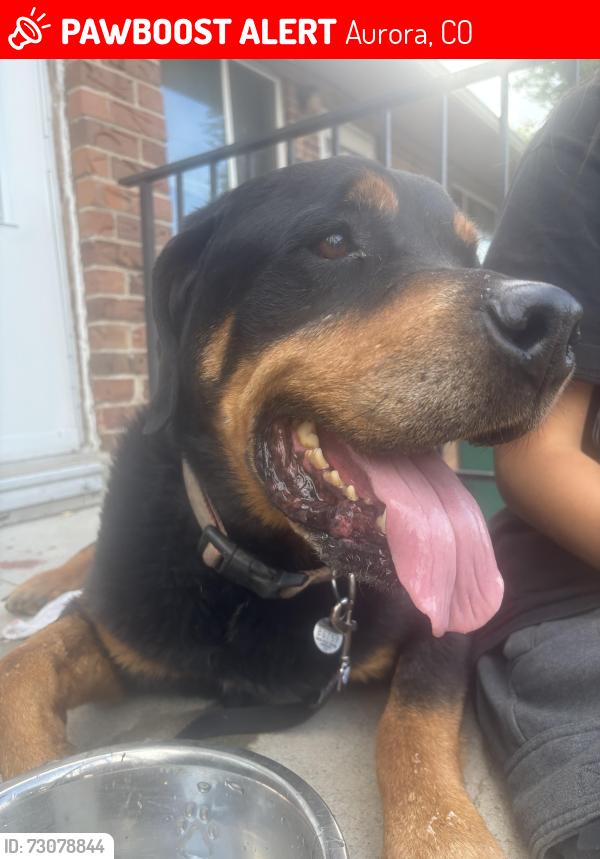 Lost Male Dog last seen 13th ave and Idalia ct, Aurora, CO 80011