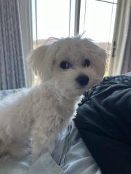 Reunited Male Dog last seen Sheldon and 6 mile, Northville Township, MI 48168