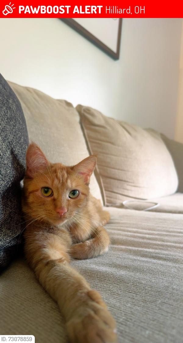 Lost Female Cat last seen Roberts road , Hilliard, OH 43026