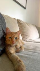 Lost Female Cat last seen Roberts road , Hilliard, OH 43026