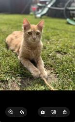 Lost Male Cat last seen Dean, Ventura, CA 93003