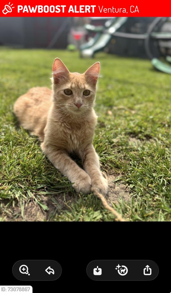Lost Male Cat last seen Dean, Ventura, CA 93003