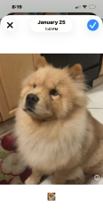 Lost Male Dog last seen miami shores, Miami Shores, FL 33150