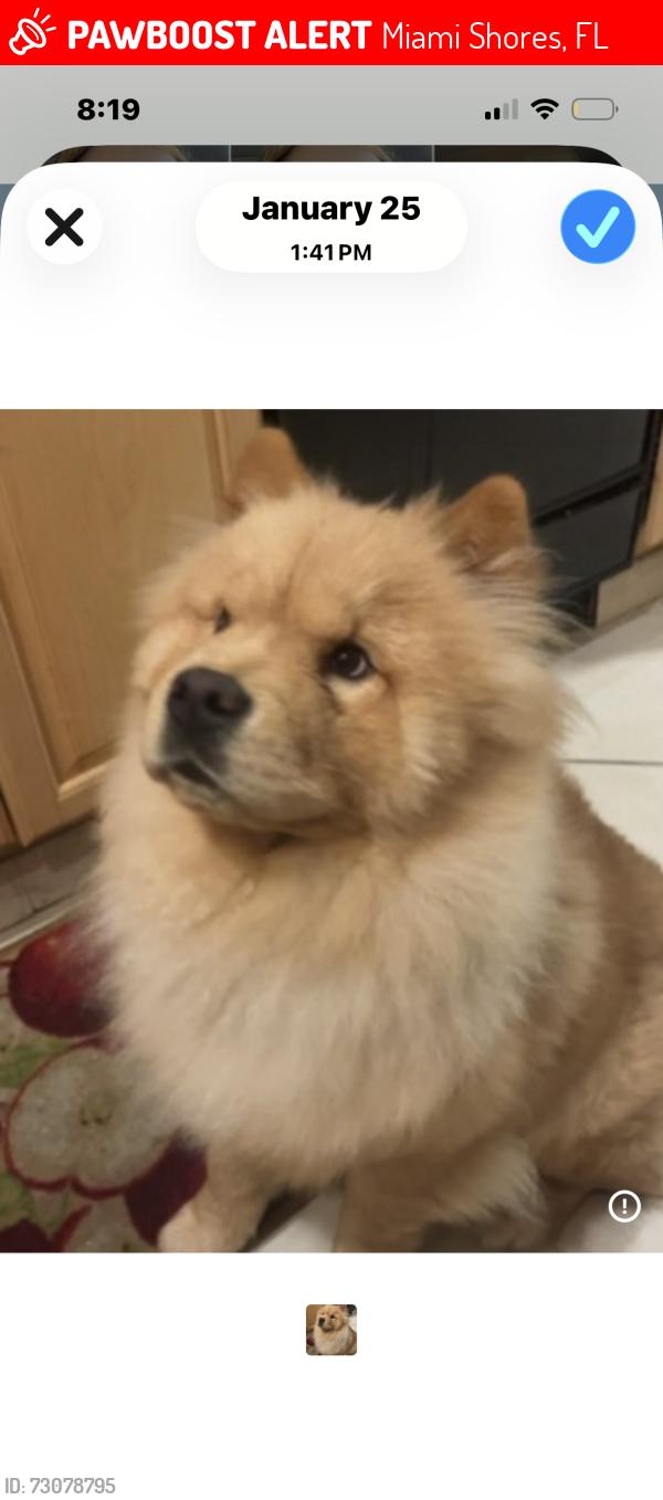 Lost Male Dog last seen miami shores, Miami Shores, FL 33150