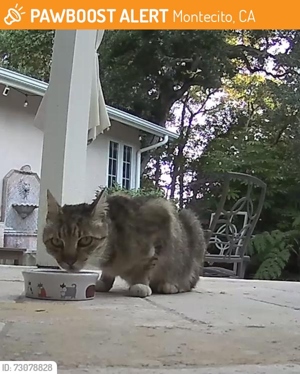 Found/Stray Unknown Cat last seen Coast Village Road, Montecito, CA 93108