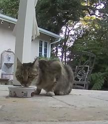 Found/Stray Unknown Cat last seen Coast Village Road, Montecito, CA 93108