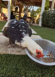 Lost Female Bird last seen Telephone Rd, Houston, TX 77061
