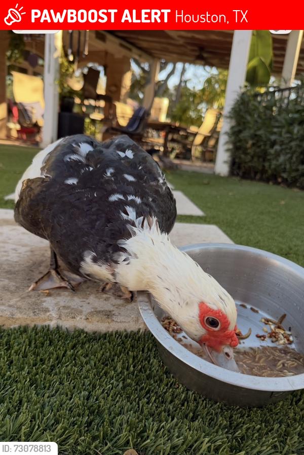 Lost Female Bird last seen Telephone Rd, Houston, TX 77061