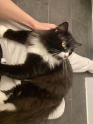 Found/Stray Female Cat last seen Summit and Union, Seattle, WA 98122