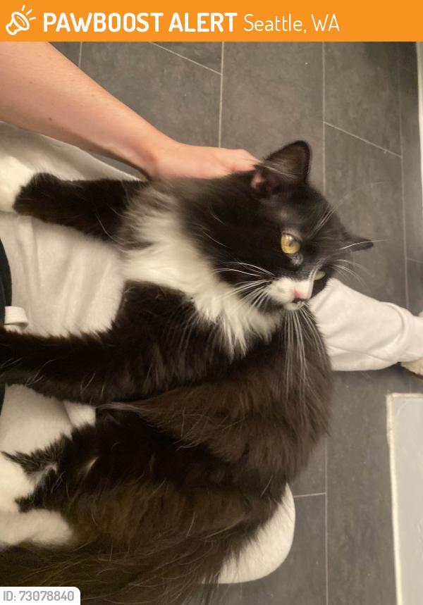 Found/Stray Female Cat last seen Summit and Union, Seattle, WA 98122