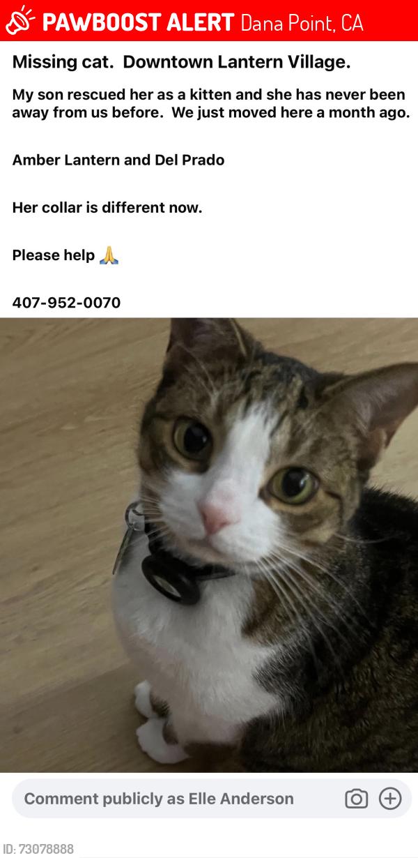 Lost Female Cat last seen Del Prado Ave, Dana Point, CA 92629