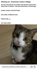 Lost Female Cat last seen Del Prado Ave, Dana Point, CA 92629