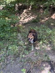 Found/Stray Unknown Dog last seen 191st and Mingo, Tulsa County, OK 74008