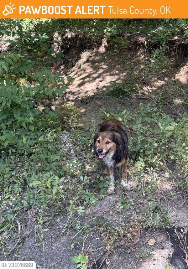 Found/Stray Unknown Dog last seen 191st and Mingo, Tulsa County, OK 74008