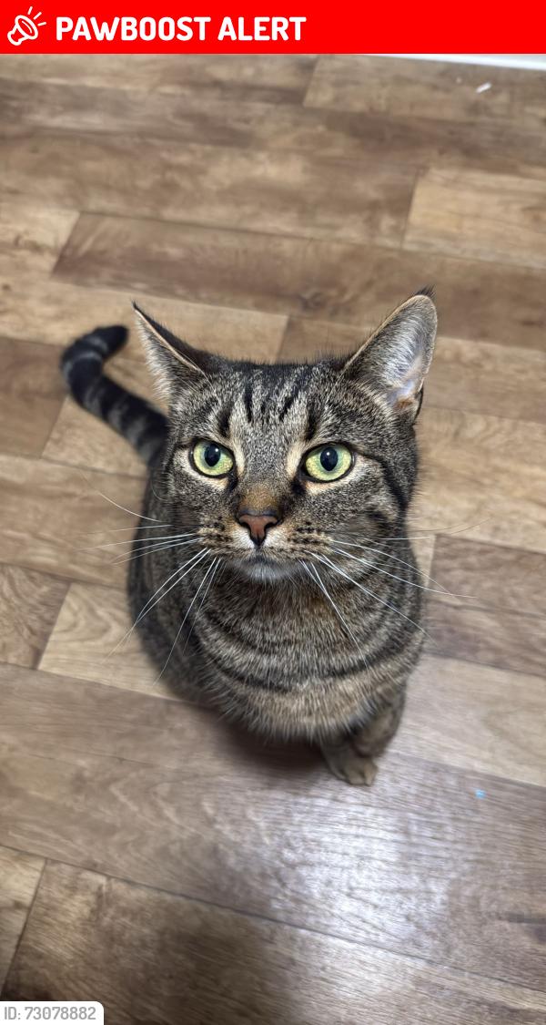 Lost Female Cat last seen Heath Walk (new housing est) Bradley Bends towards Chudleigh Knighton, Bovey Tracey, England TQ13 9GD
