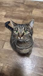 Lost Female Cat last seen Heath Walk (new housing est) Bradley Bends towards Chudleigh Knighton, Bovey Tracey, England TQ13 9GD