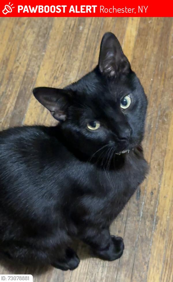 Lost Male Cat last seen Nellis Park, Rochester, NY 14608