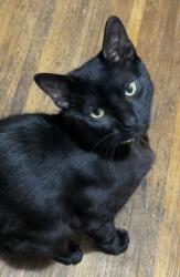 Lost Male Cat last seen Nellis Park, Rochester, NY 14608