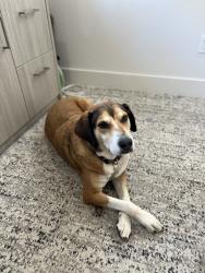 Reunited Male Dog last seen 35th ave and thunderbird, Phoenix, AZ 85029