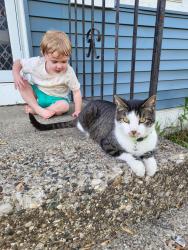 Lost Male Cat last seen Woodward Ave SW and 32nd St, Wyoming, MI 49509