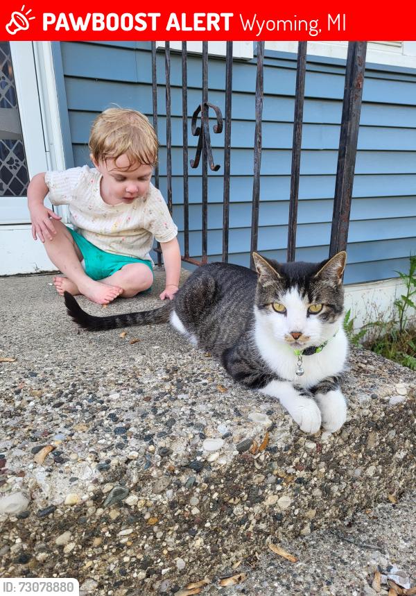 Lost Male Cat last seen Woodward Ave SW and 32nd St, Wyoming, MI 49509