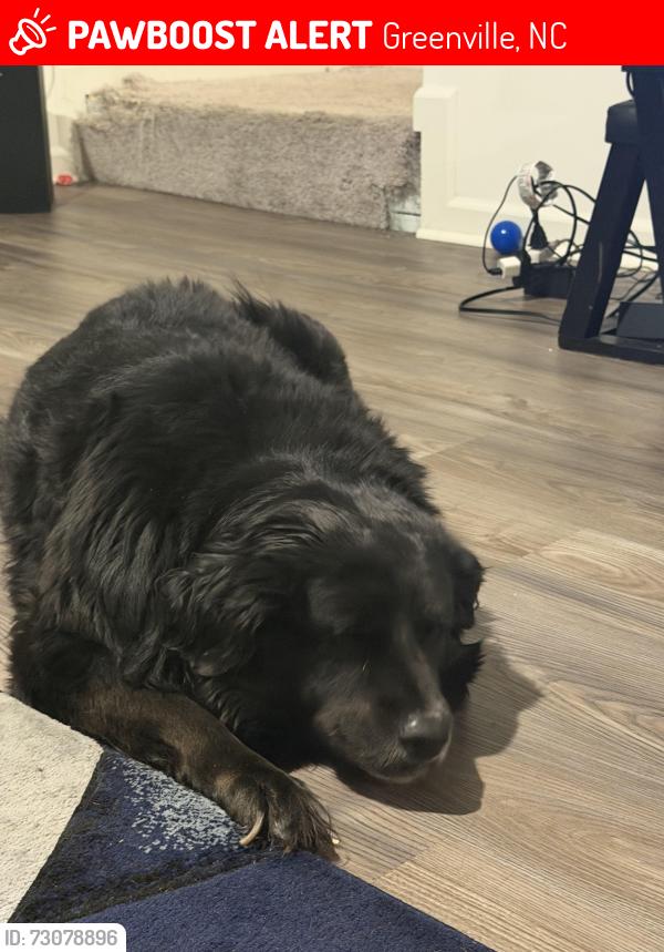 Lost Female Dog last seen Dickerson ave, Greenville, NC 27834