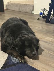 Lost Female Dog last seen Dickerson ave, Greenville, NC 27834