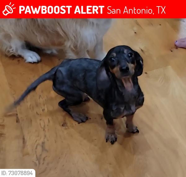 Lost Female Dog last seen Near Canyon Shadow, San Antonio, TX 78232, San Antonio, TX 78232