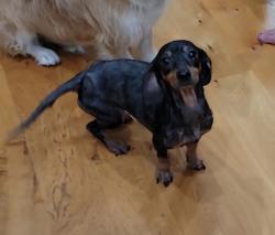 Lost Female Dog last seen Near Canyon Shadow, San Antonio, TX 78232, San Antonio, TX 78232