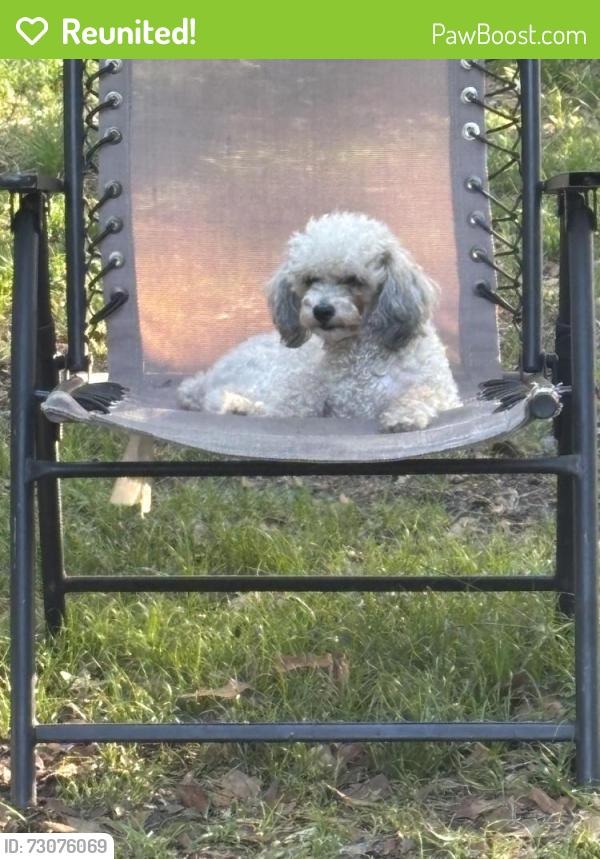 Reunited Female Dog last seen Magnolia Blvd & Hwy 54 , Lutz, FL 33559