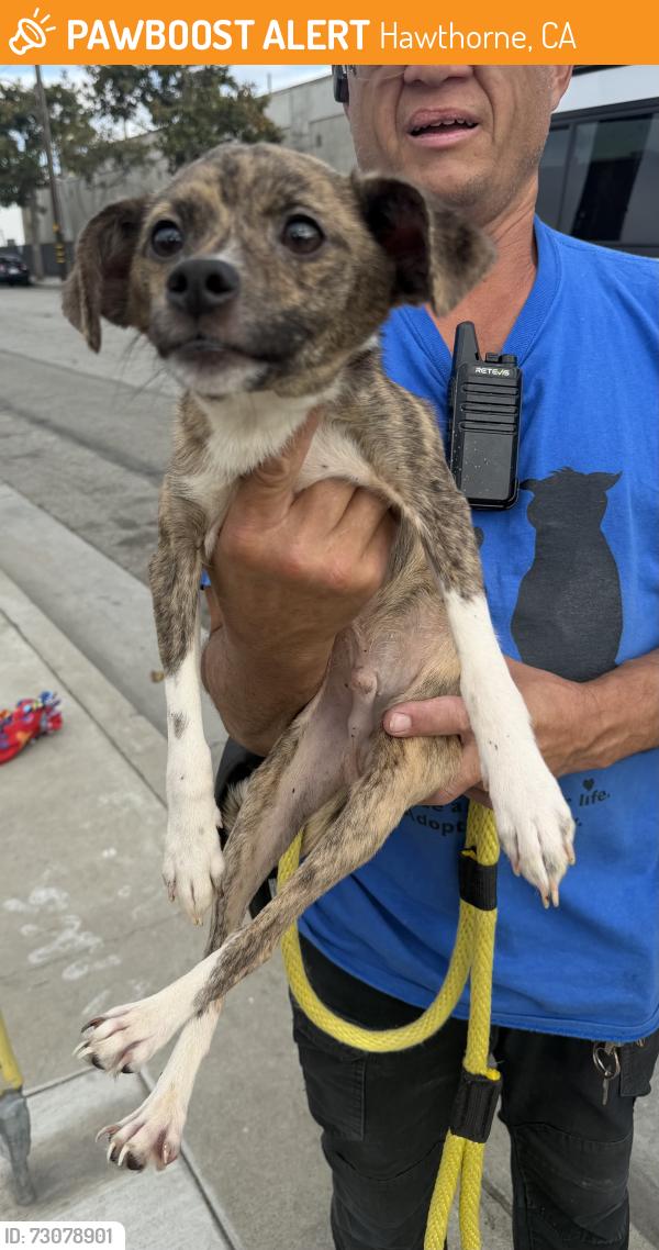 Found/Stray Male Dog last seen Hawthorne City Hall, Hawthorne, CA 90250