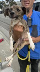 Found/Stray Male Dog last seen Hawthorne City Hall, Hawthorne, CA 90250