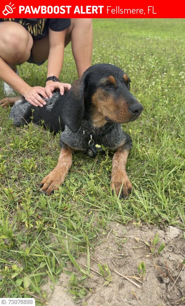 Lost Female Dog last seen 141st Ave Fellsmere, Florida, Fellsmere, FL 32948