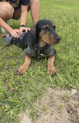 Lost Female Dog last seen 141st Ave Fellsmere, Florida, Fellsmere, FL 32948