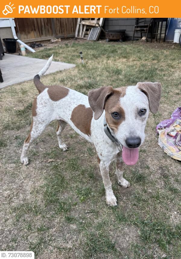 Found/Stray Female Dog last seen Loomis and Myrtle, Fort Collins, CO 80521