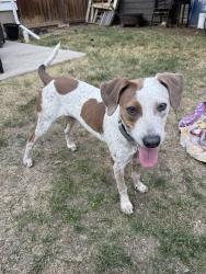 Found/Stray Female Dog last seen Loomis and Myrtle, Fort Collins, CO 80521