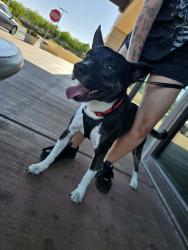 Found/Stray Male Dog last seen Teneya and Twain, Las Vegas, NV 89117