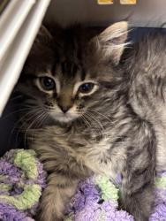 Shelter Stray Female Cat last seen Near BLOCK S 3200 W, WEST VALLEY CITY UT 84119, 4522 W 3500 S, West Valley City, UT 84120, USA