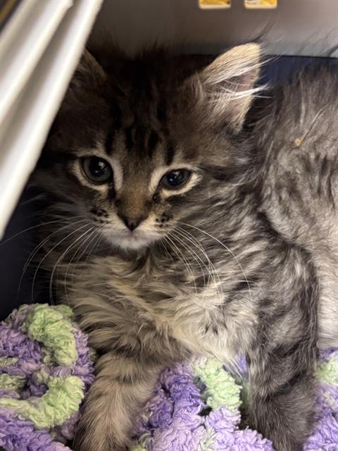 Shelter Stray Female Cat last seen Near BLOCK S 3200 W, WEST VALLEY CITY UT 84119, 4522 W 3500 S, West Valley City, UT 84120, USA